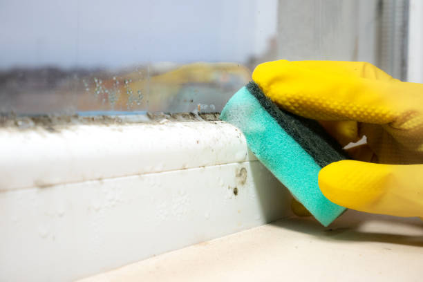 Best Bathroom Mold Remediation in Cheshire Village, CT