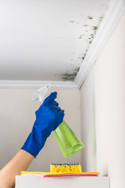 Best Bathroom Mold Remediation in Cheshire Village, CT
